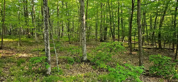 Town Of Gibraltar, WI 54212,Lot 1 Lundberg Woods