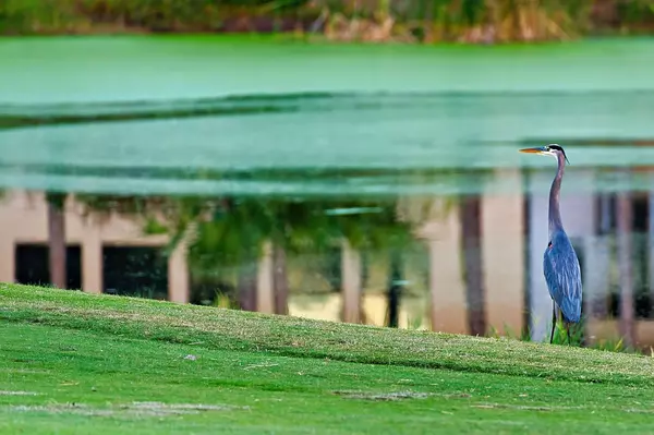 Carrabelle, FL 32323,423 Royal Tern Way