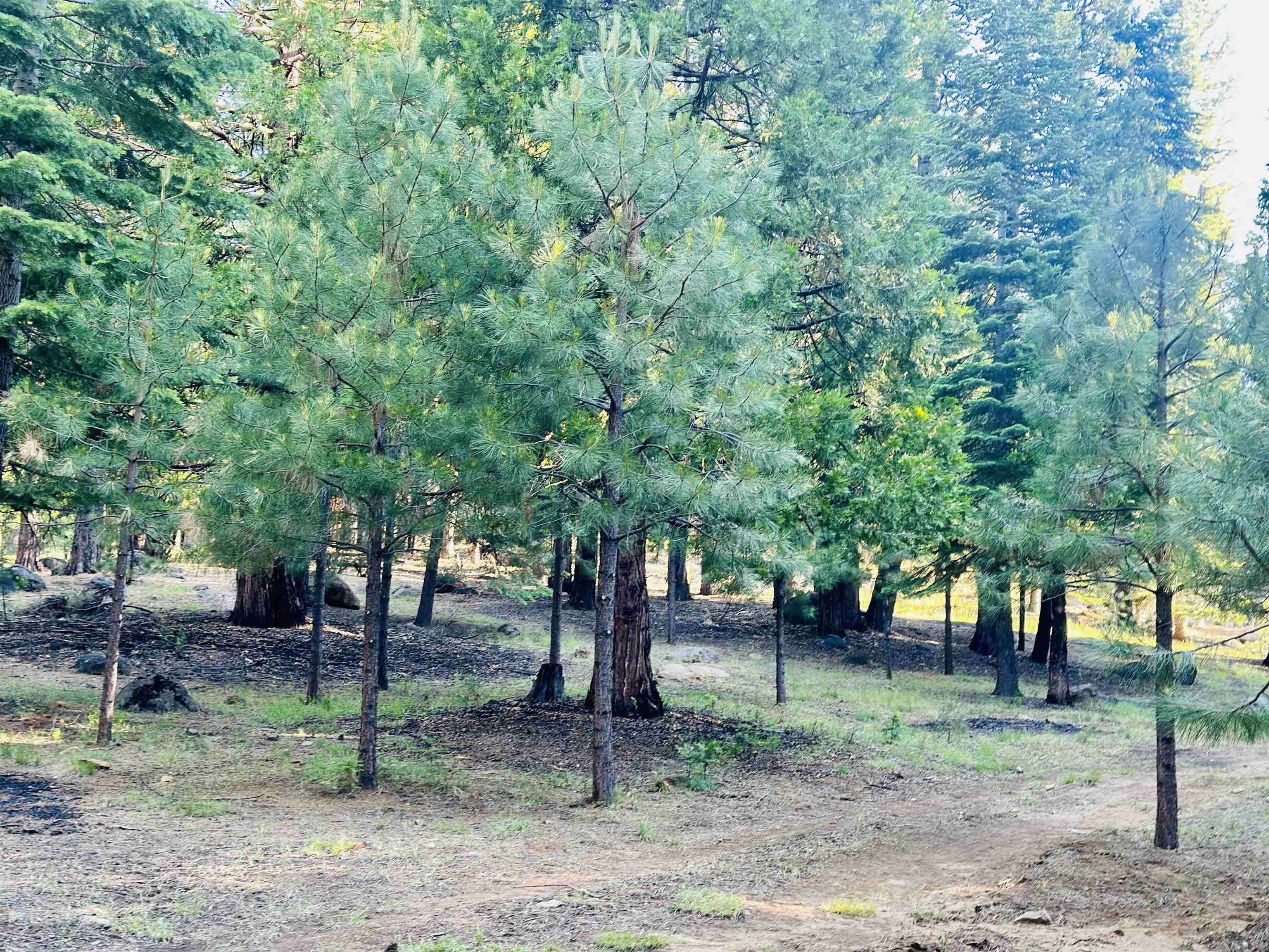 275 Osprey Loop, Lake Almanor West, CA 96020