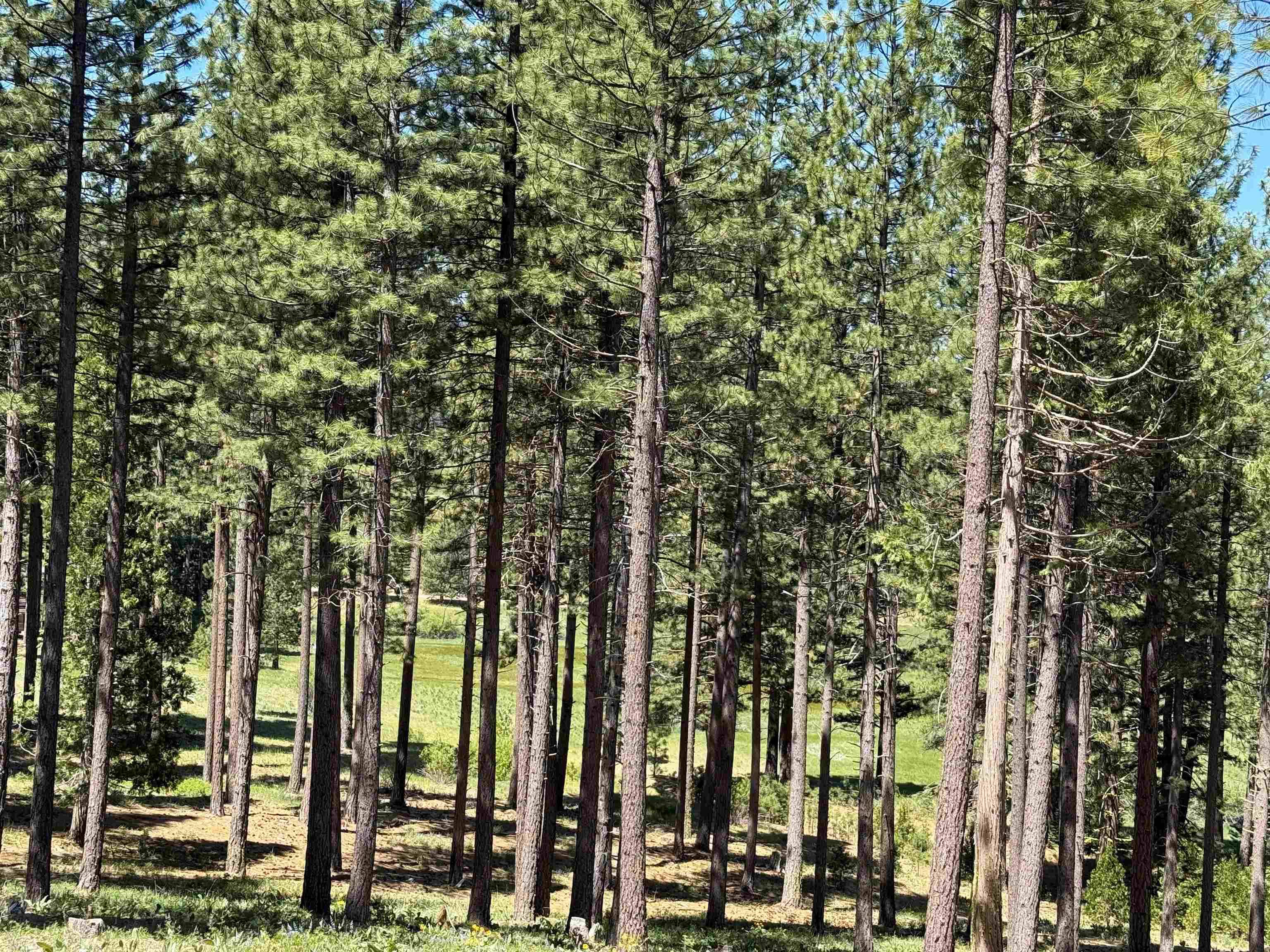 Clio, CA 96106,302 Boulder Drive