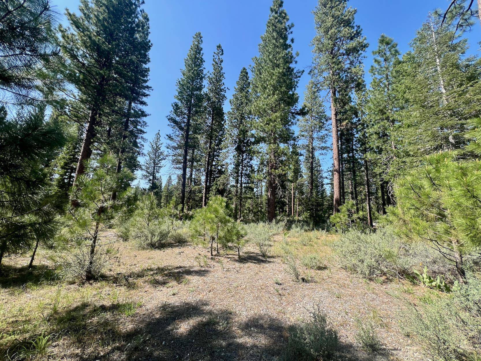 Clio, CA 96106,950 Miner's Passage