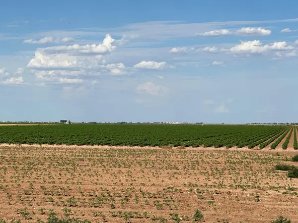 Ropesville, TX 79358,4083 Hawk Road