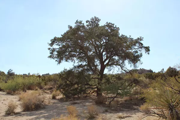 Mountain Center, CA 92561,0 Waterwell RD