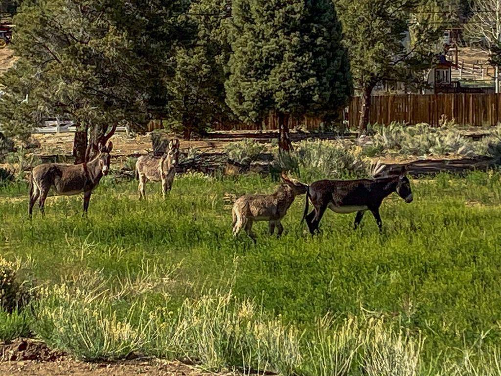 Big Bear, CA 92315,550 Eagle Ridge DR