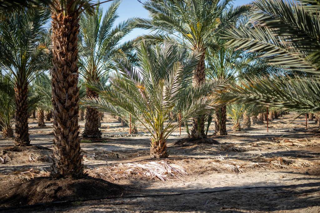 Mecca, CA 92254,68025 Winward DR