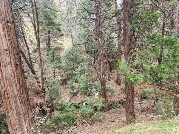 Cedar Glen, CA 92321,29305 Pine DR