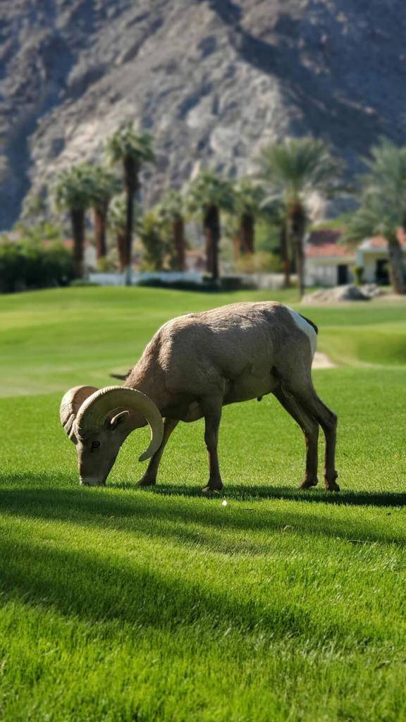 La Quinta, CA 92253,55280 Riviera