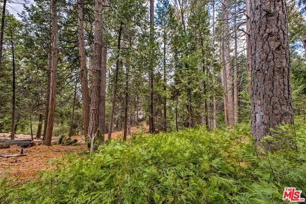 Idyllwild, CA 92549,25450 Norwood DR