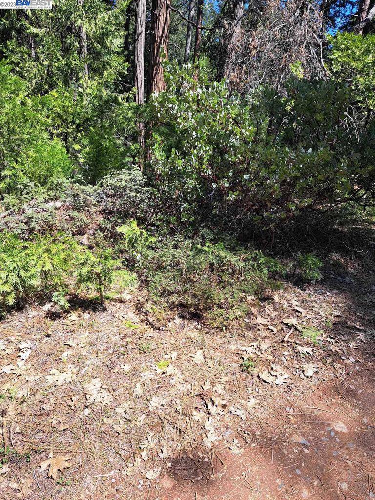 Pollock Pines, CA 95726,Address not disclosed