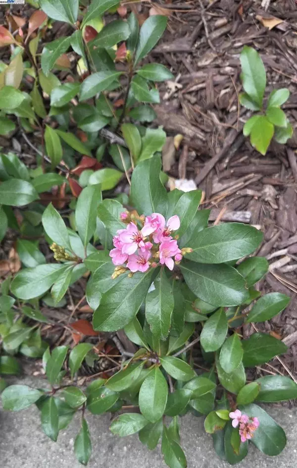 Castro Valley, CA 94546,4119 Ravenwood Pl