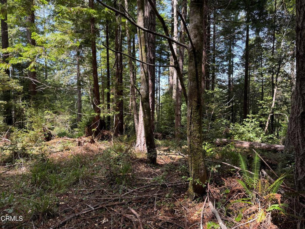 Westport, CA 95488,23501 Branscomb RD