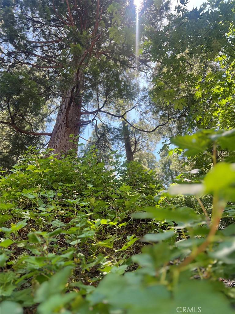 Crestline, CA 92325,0 Nesthorn