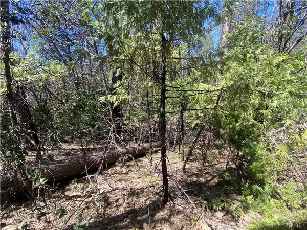 Bass Lake, CA 93604,1 Blue Gill