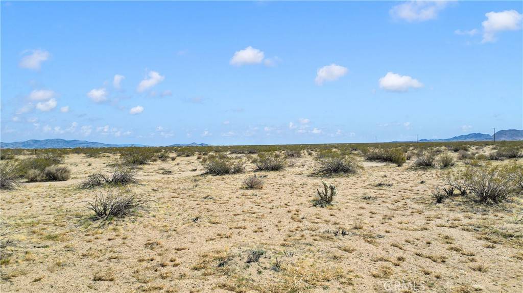 Johnson Valley, CA 92285,0 Datura
