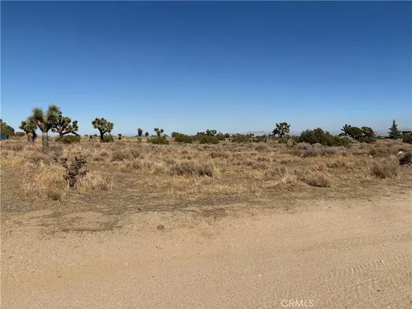 Phelan, CA 92371,0 Smoke Tree