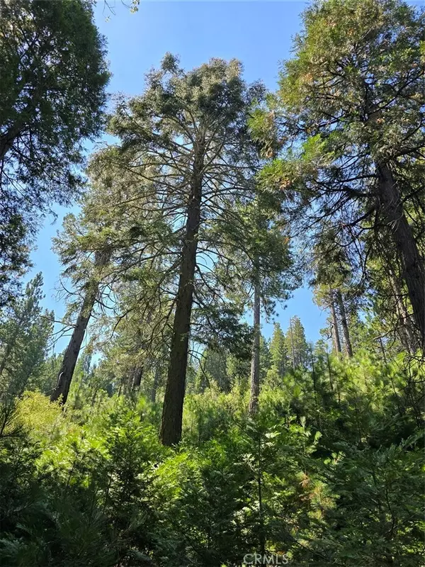 0 Lovers LN, Cedarpines Park, CA 92322