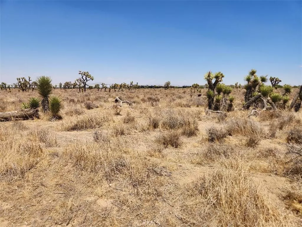 Phelan, CA 92371,11 wolf
