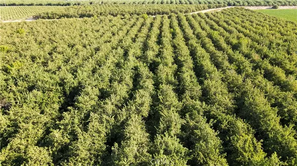 Cressey, CA 95312,0 Palm