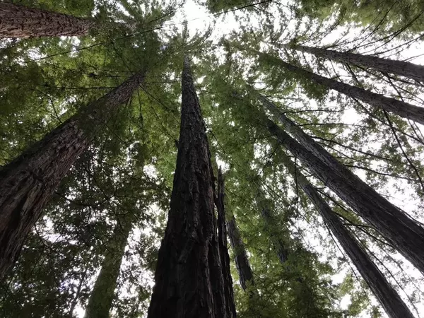 Boulder Creek, CA 95006,470 Upland DR