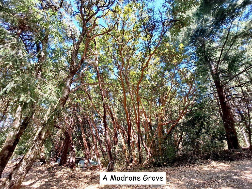 Los Gatos, CA 95033,12500 Fox RUN