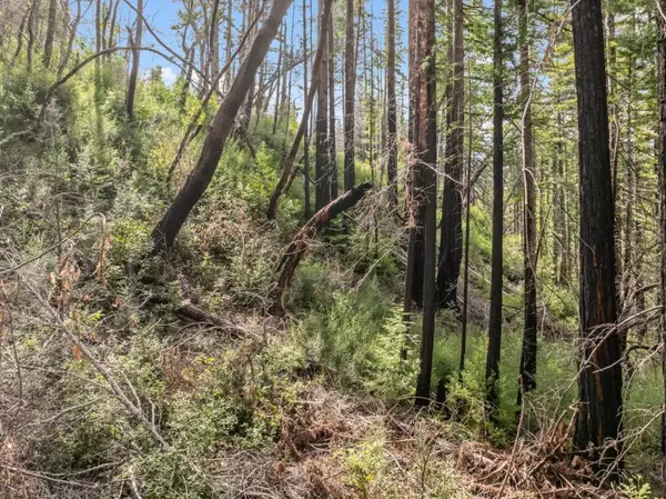 Boulder Creek, CA 95006,Dogwood WAY