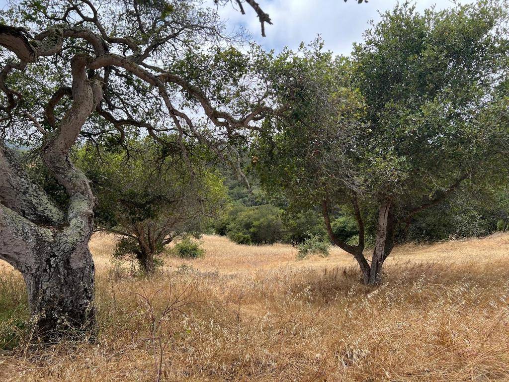 3230 Hillman LN, Royal Oaks, CA 95076