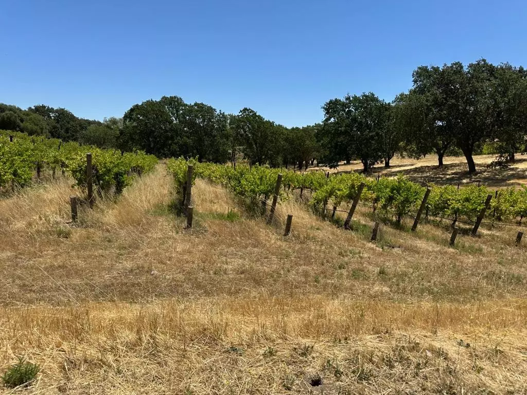 Livermore, CA 94550,342 Kalthoff Common