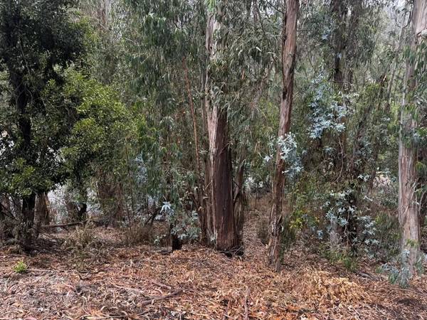 Oakland, CA 94611,6595 Thornhill DR