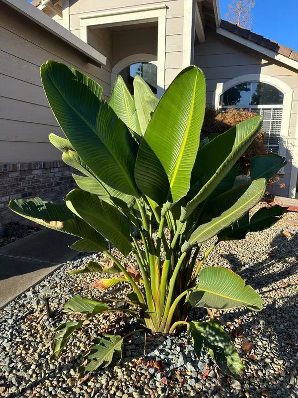 Elk Grove, CA 95758,9316 Caulfield DR