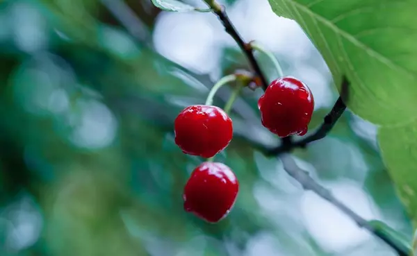 Gilroy, CA 95020,0 APN 841-38-029