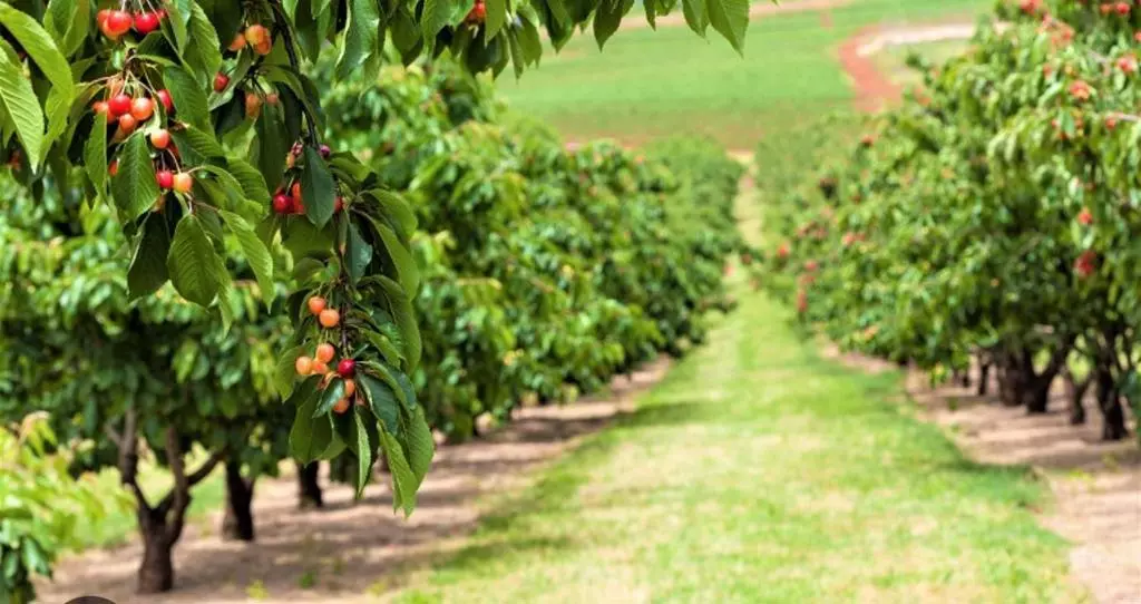 Gilroy, CA 95020,0 APN 841-38-029