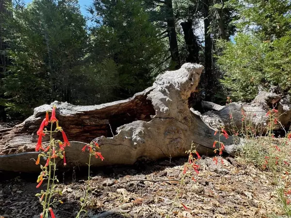 Palomar Mountain, CA 92060,22275 Crestline RD