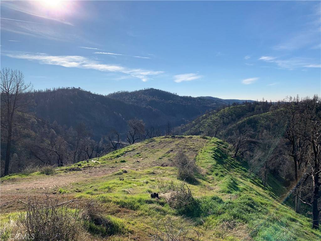 Berry Creek, CA 95916,0 lizard