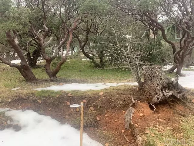 Julian, CA 92036,813 pine cone