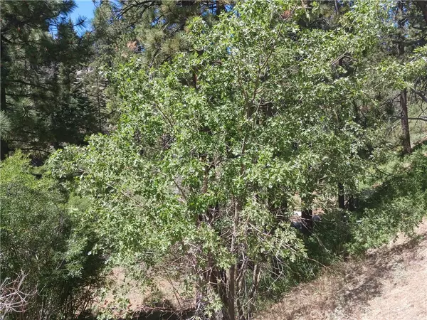 Big Bear Lake, CA 92315,0 Big Bear BLVD