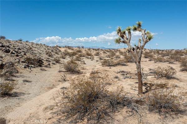 Joshua Tree, CA 92252,0 Campanula ST