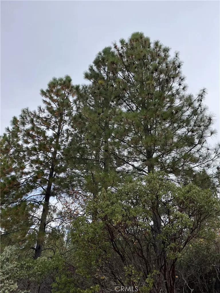 Forest Ranch, CA 95942,0 Fitzgerald CIR