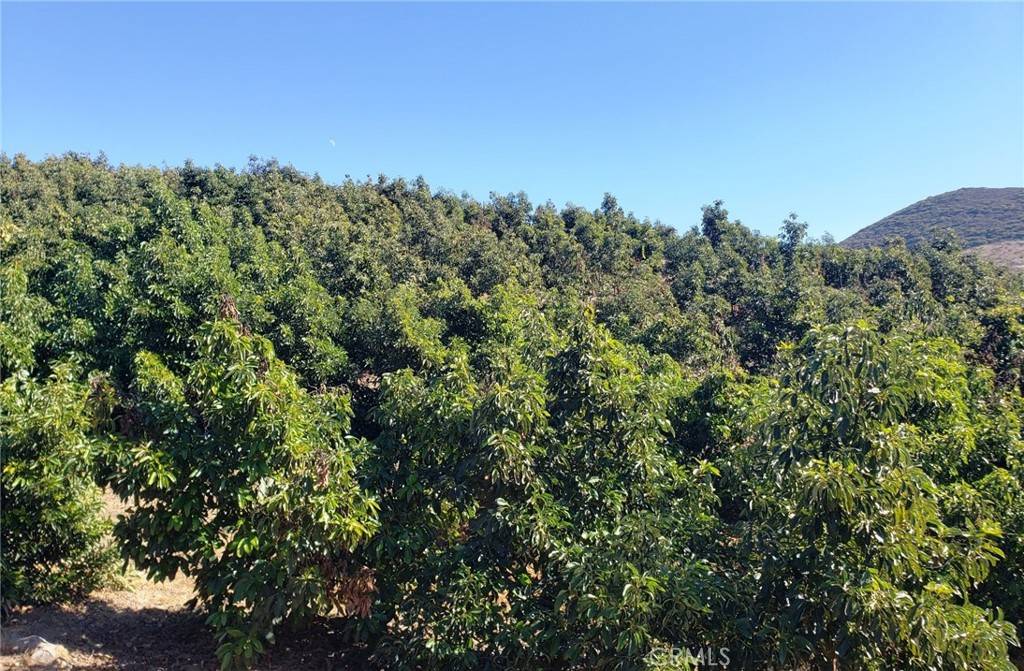 Temecula, CA 92590,8 Calle Uva