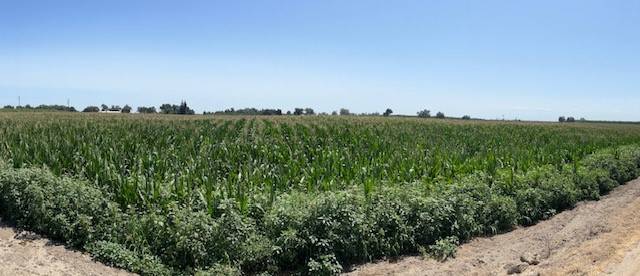 12837 Douglas AVE, Hanford, CA 93230