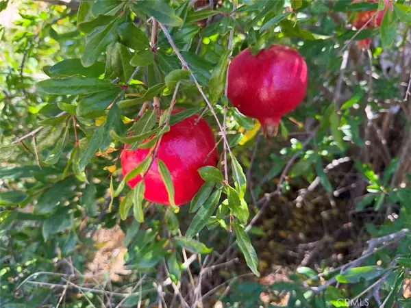 Aguanga, CA 92536,43590 Sage