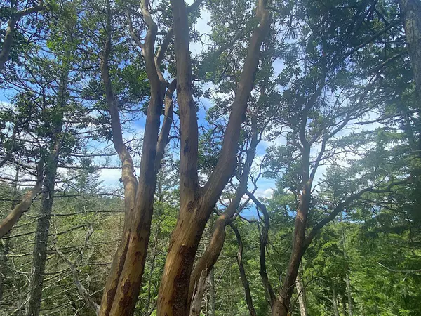 Galiano Island, BC V0N 1P0,Lot 11 District Lot 71 And 77