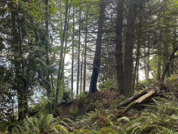 Galiano Island, BC V0N 1P0,Lot 16 Dl 71 And 77 Bodega Beach Drive