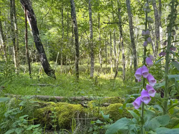 Lot 14 Bodega Beach DR, Galiano Island, BC V0N 1P0