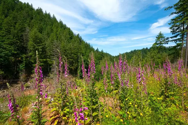 Bowen Island, BC V0N 1G2,Lot 5 Forster LN