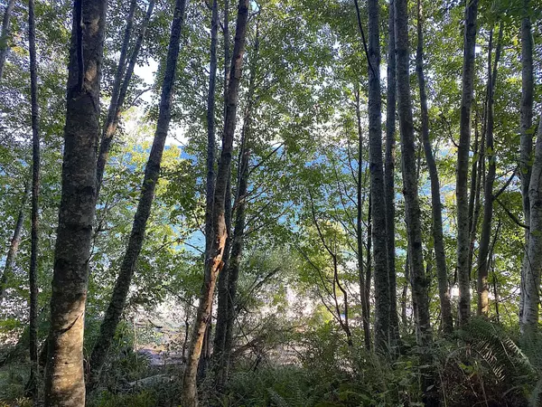 Lot 17 Dl 71 Bodega Beach Drive Galiano Island, BC V9N 1P0