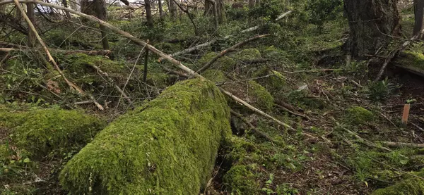 Mayne Island, BC V0N 2J2,242 Mariners WAY