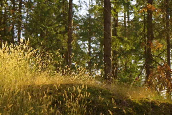 Bowen Island, BC V0N 1G2,786 Hayes RD