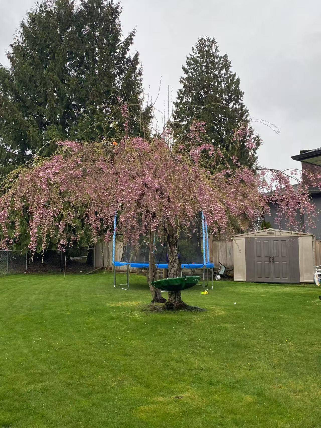 Surrey, BC V3R 4Y2,14920 Kew DR