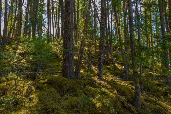 No City Value, BC V0E 1M7,LOT 6 Anstey Arm #LOT A &