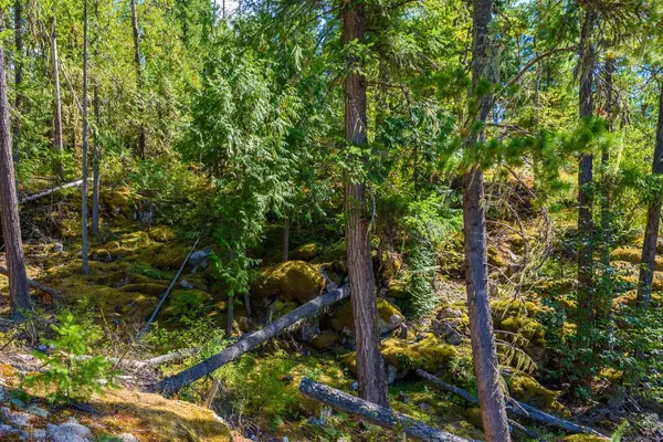 No City Value, BC V0E 1M7,LOT 6 Anstey Arm #LOT A &